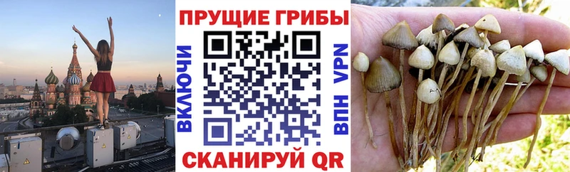 где купить наркоту  Белокуриха  Галлюциногенные грибы MAGIC MUSHROOMS 